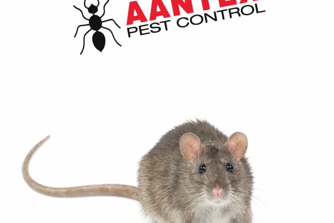 Effective Rat Control in California: Aantex Pest Control