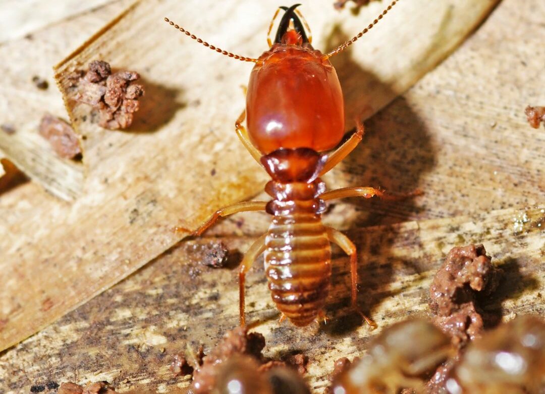 Understanding Termites in Northern California