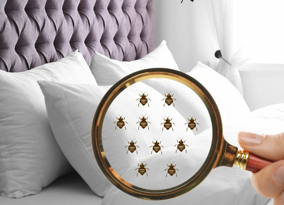 Summer Travel: Tips to Spot Bed Bugs in Hotels