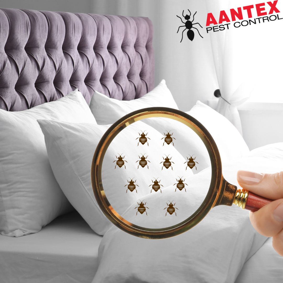 Summer Travel: Tips To Spot Bed Bugs In Hotels - Aantex Pest & Termite ...