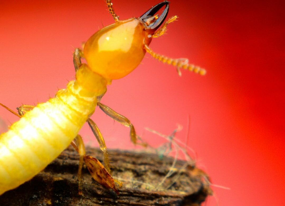Make Your Home Less Attractive to Termites: A Comprehensive Guide