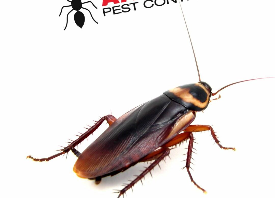 Common Roach Species in Homes: A Comprehensive Guide