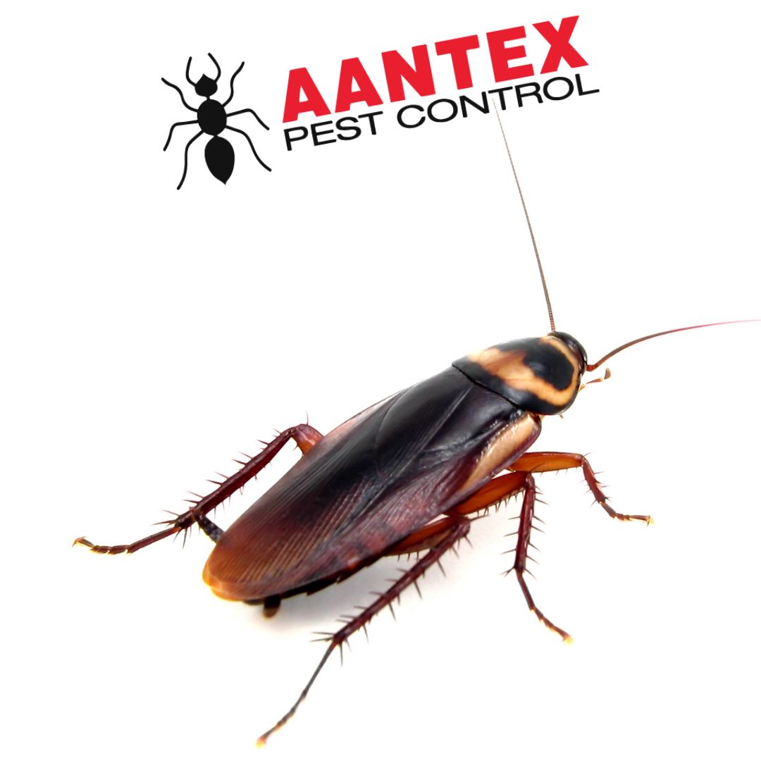 Common Roach Species in Homes: A Comprehensive Guide - Aantex Pest ...