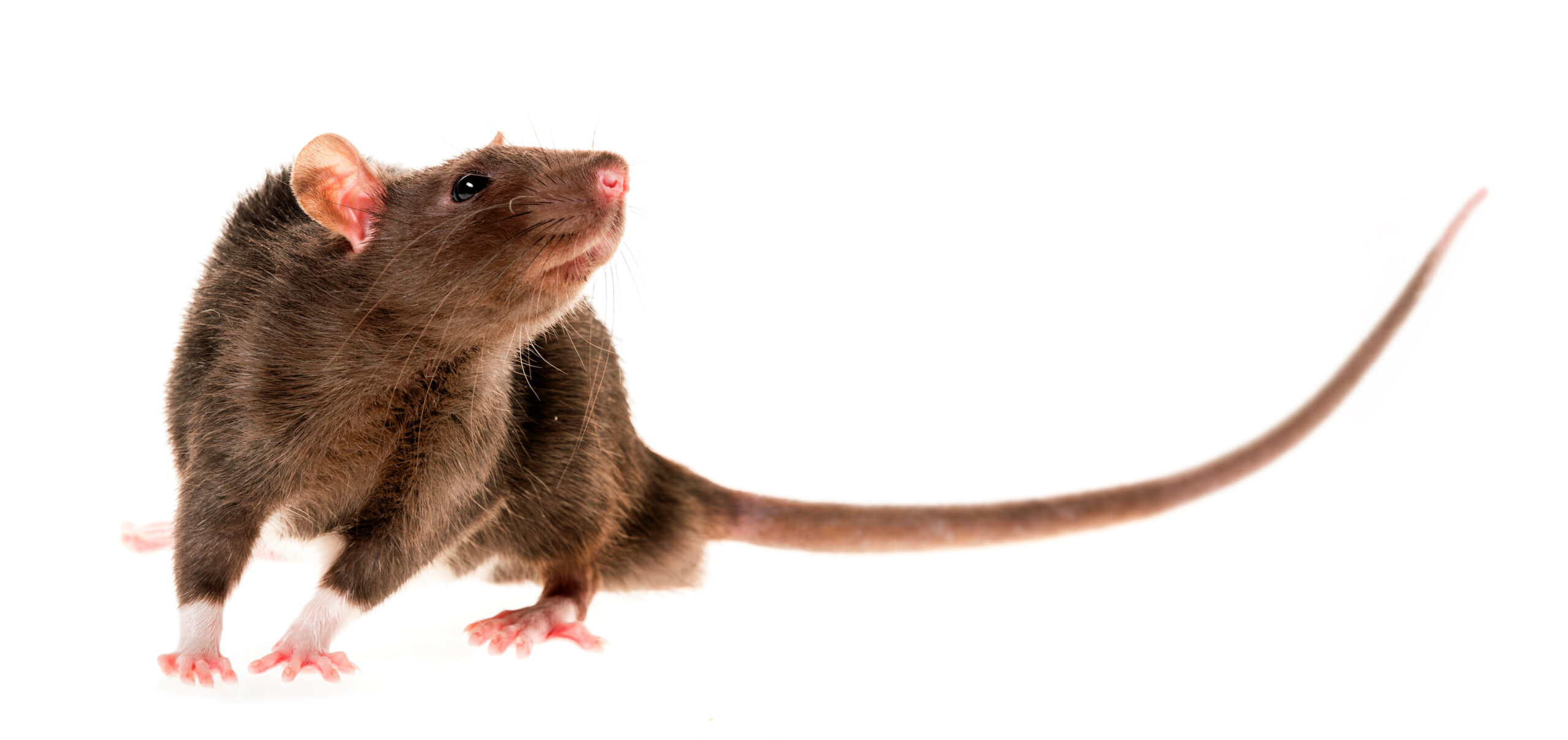 Mouse shown in the rodent control service image