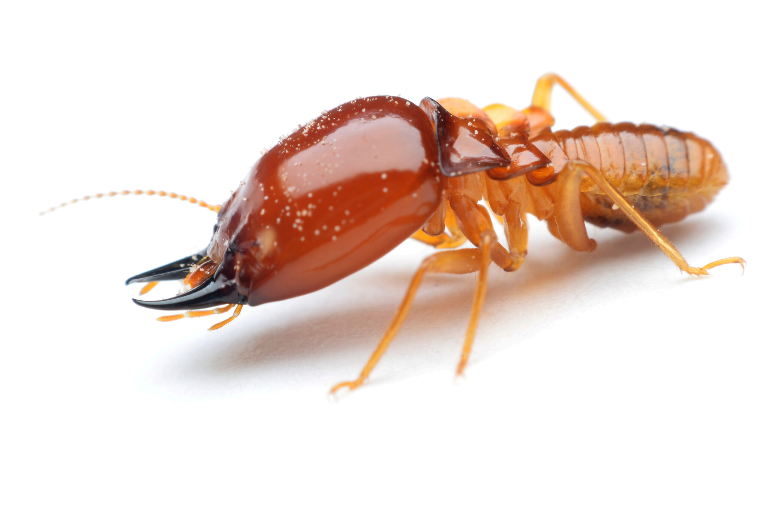 Termite shown in the termite control service image