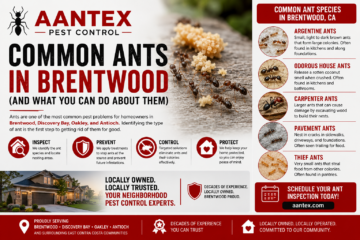 Infographic showing common ant species found in Brentwood, California, including Argentine ants, odorous house ants, carpenter ants, pavement ants, and thief ants with professional ant control solutions from Aantex Pest Control.
