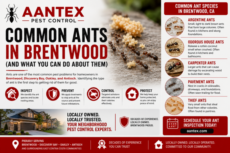 Infographic showing common ant species found in Brentwood, California, including Argentine ants, odorous house ants, carpenter ants, pavement ants, and thief ants with professional ant control solutions from Aantex Pest Control.