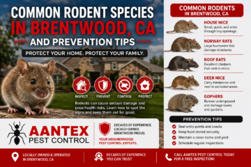 Infographic showing common rodent species in Brentwood, CA with prevention tips from Aantex Pest Control, including mice, rats, deer mice, and gophers.